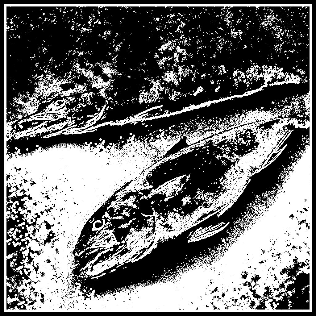 Two dead fish