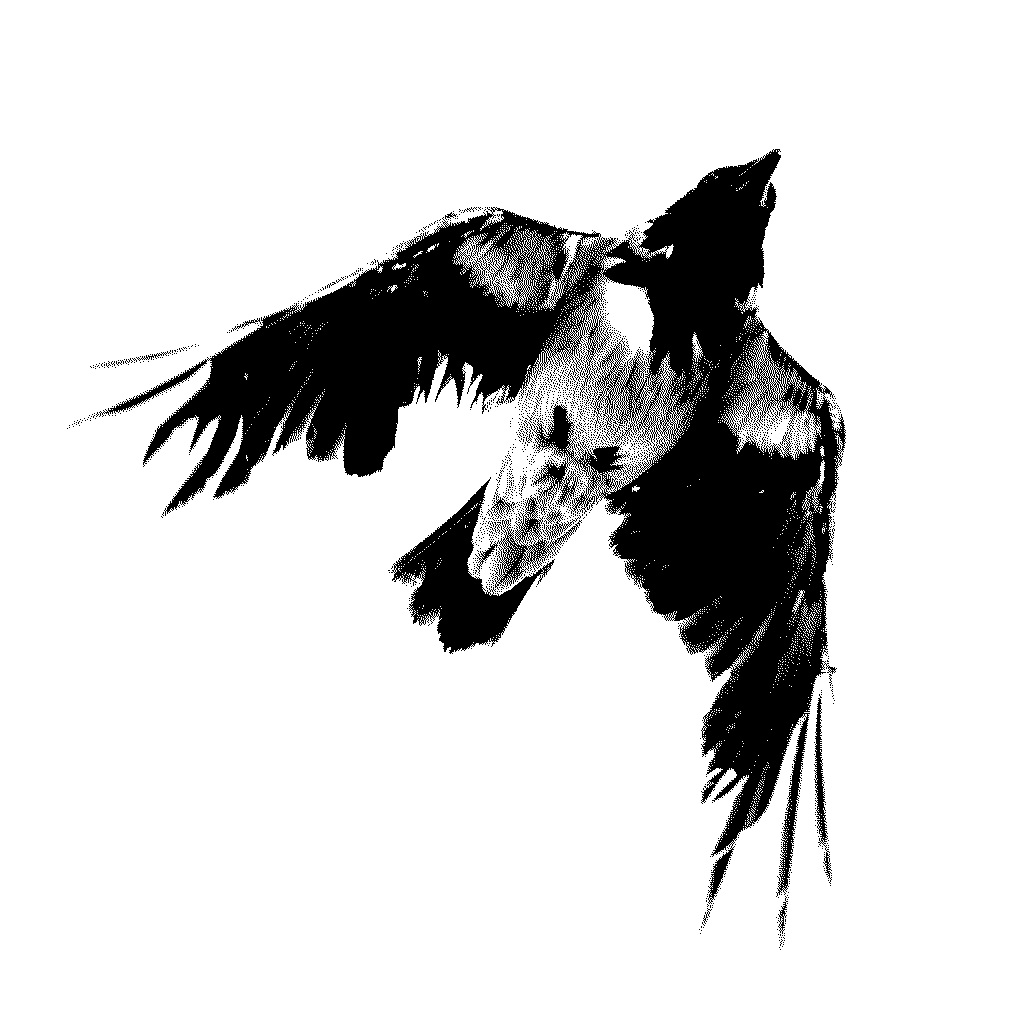 A crow flying