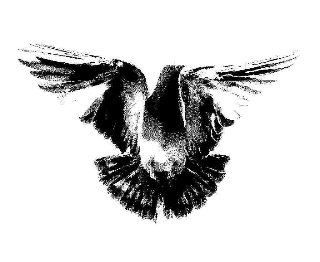 A pigeon taking flight