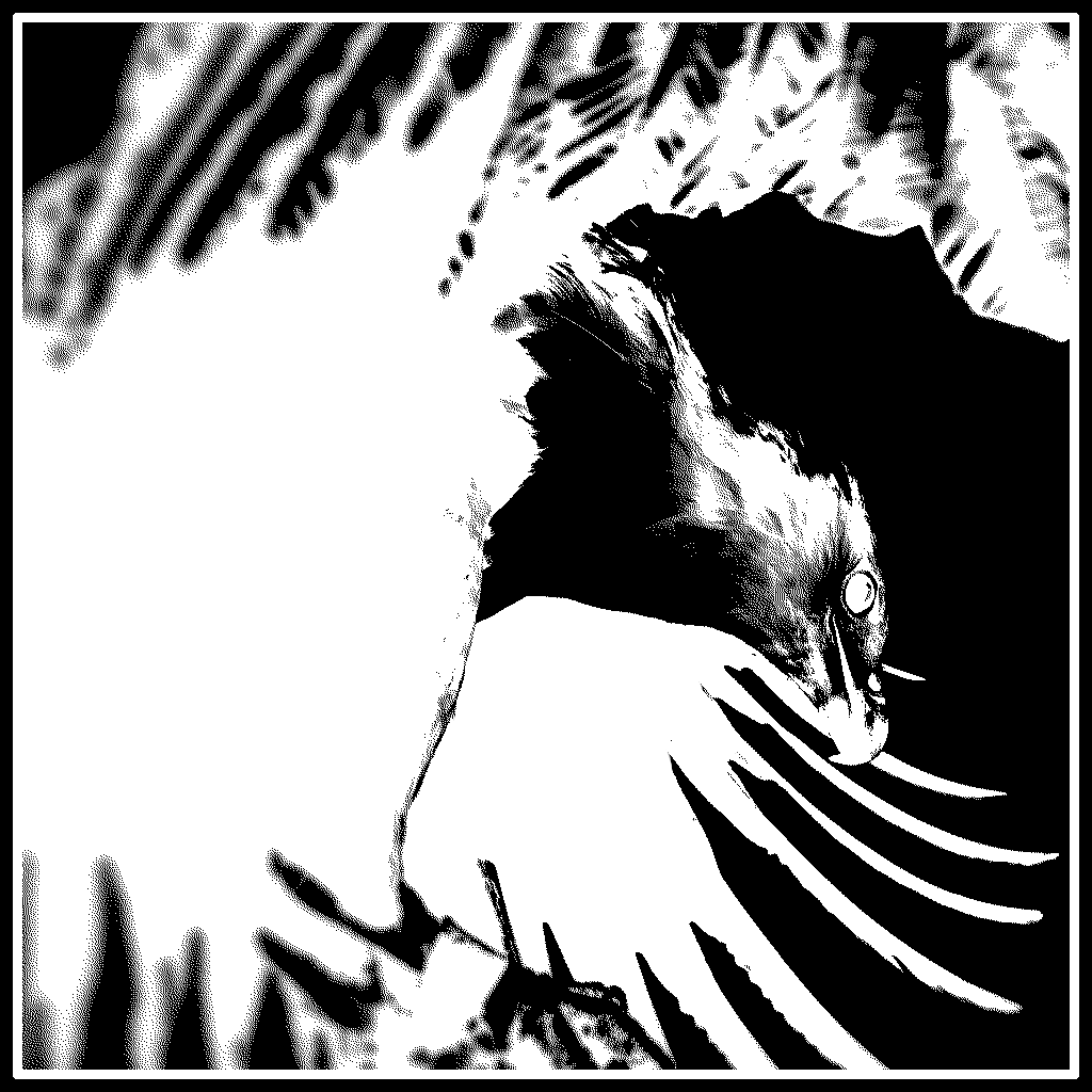 A bird flying